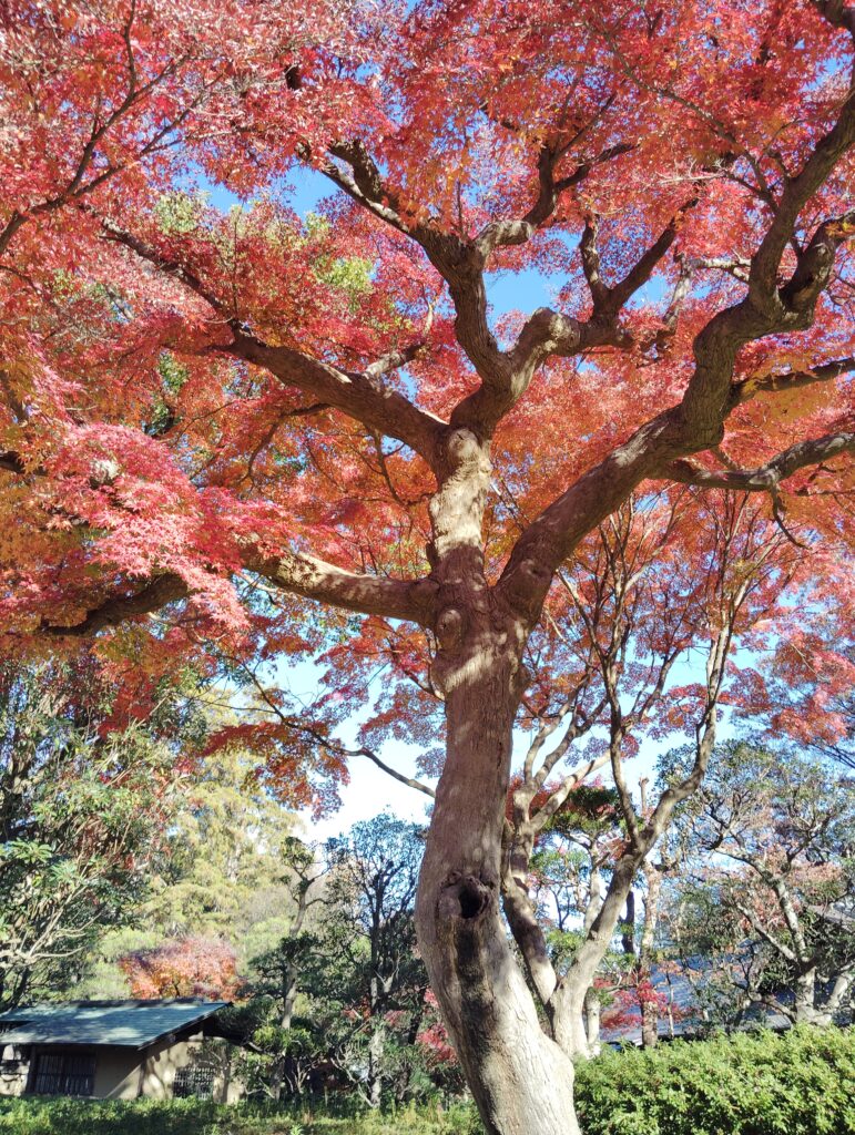 紅葉の戸定が丘歴史公園