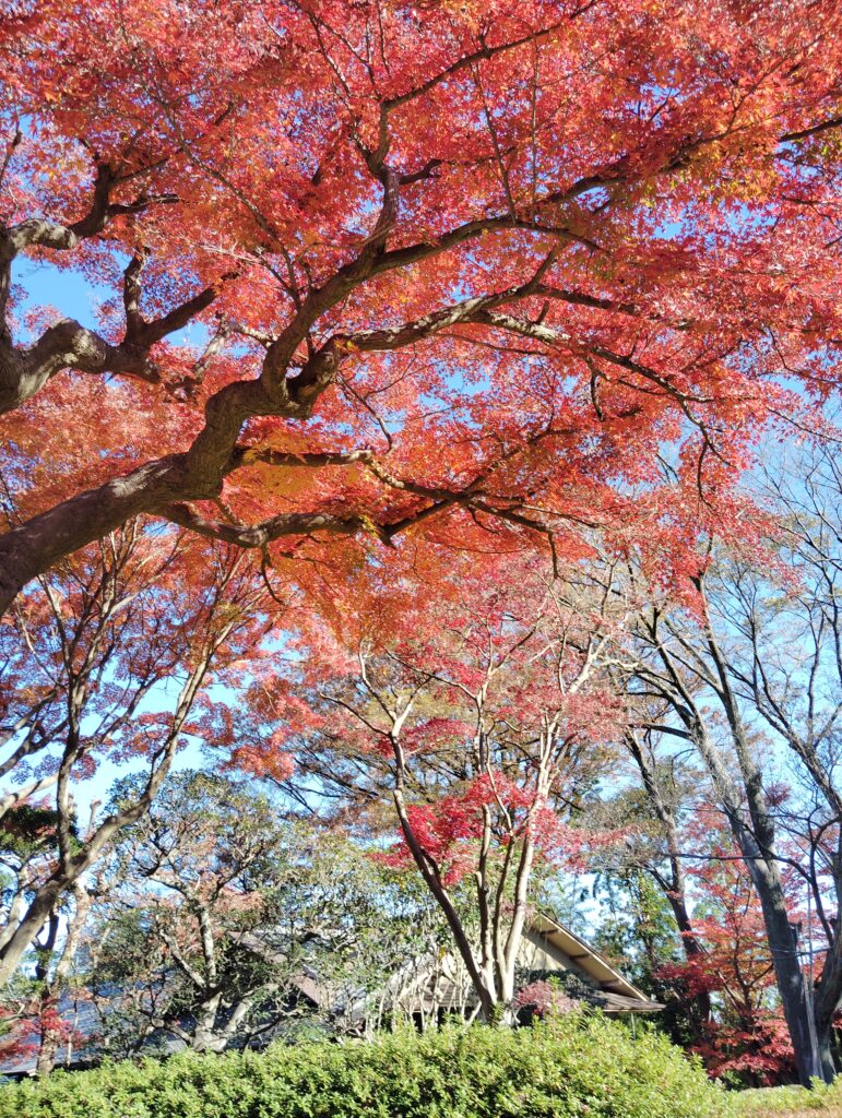 紅葉の戸定が丘歴史公園