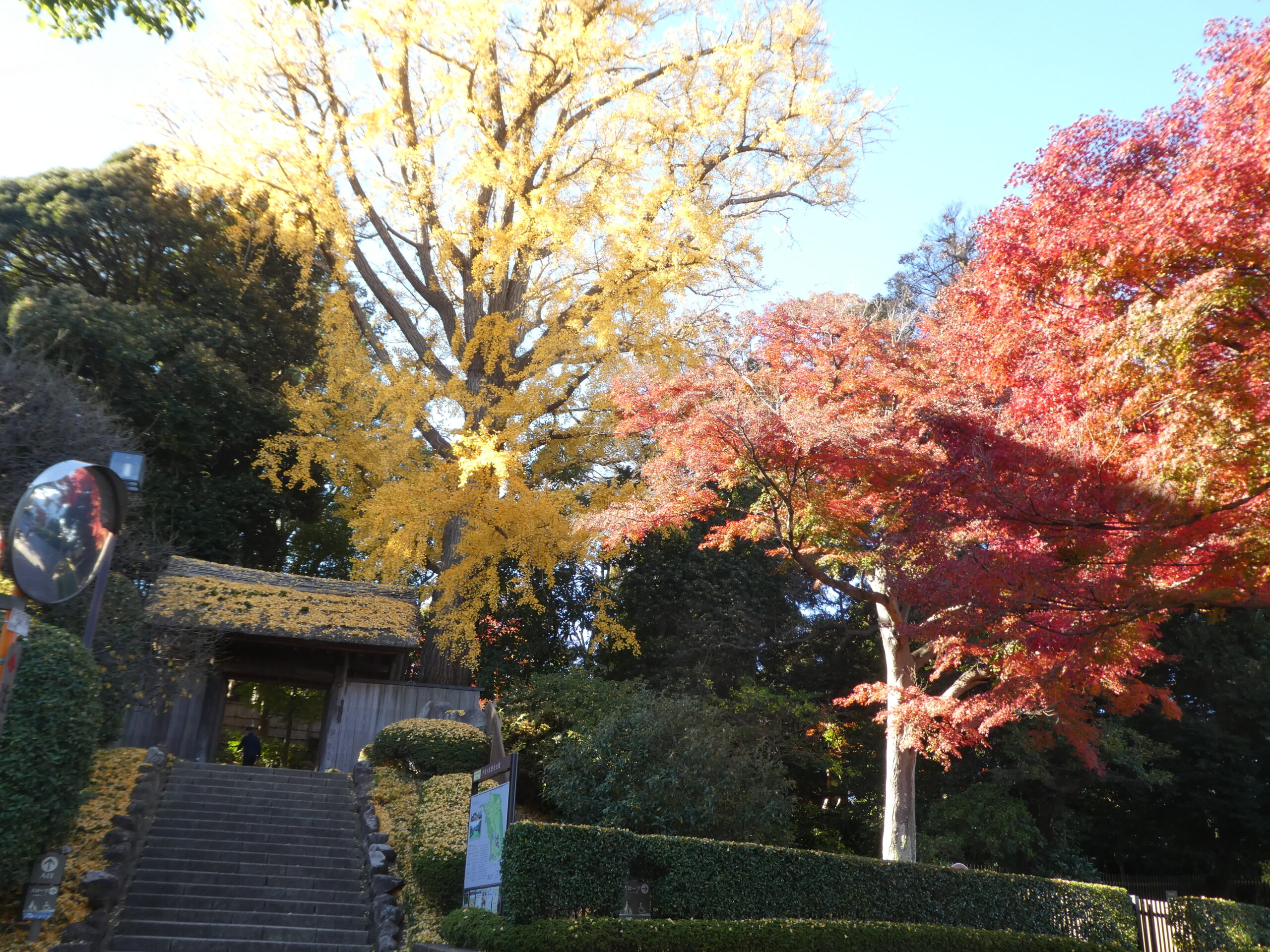 紅葉の戸定が丘歴史公園