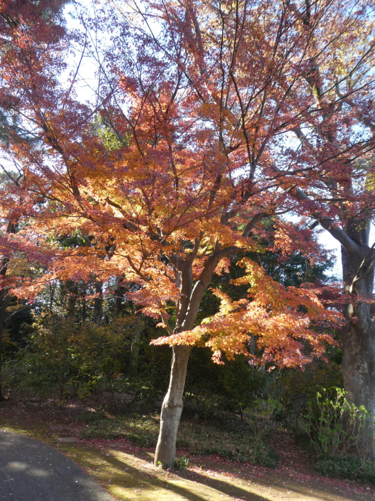 紅葉の戸定が丘歴史公園