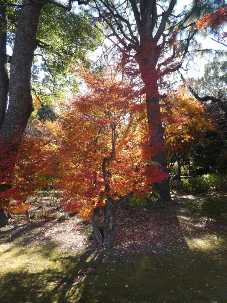 紅葉の戸定が丘歴史公園