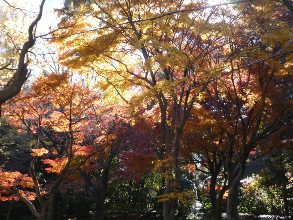 紅葉の戸定が丘歴史公園