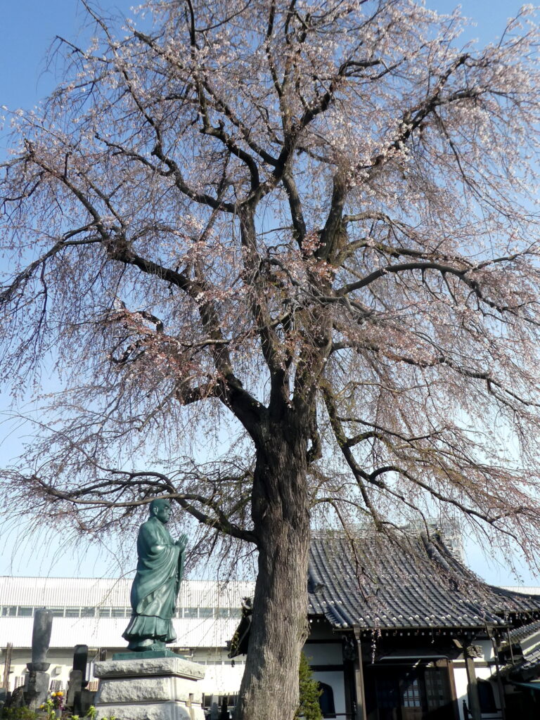 伝法寺（傳法寺・松戸市東松戸）