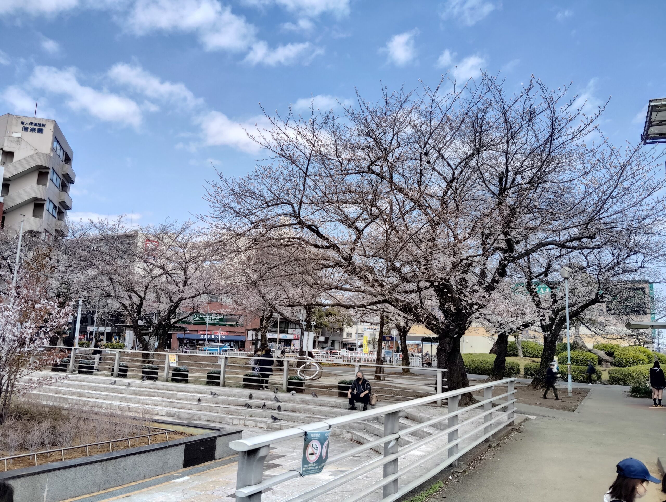 馬橋駅前の桜