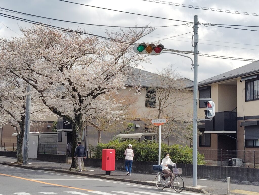 小金原さくら通り（東西）