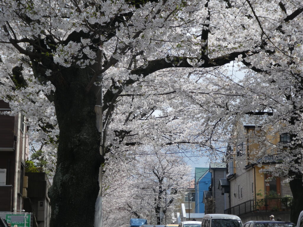 八ケ崎さくら通りの桜並木
