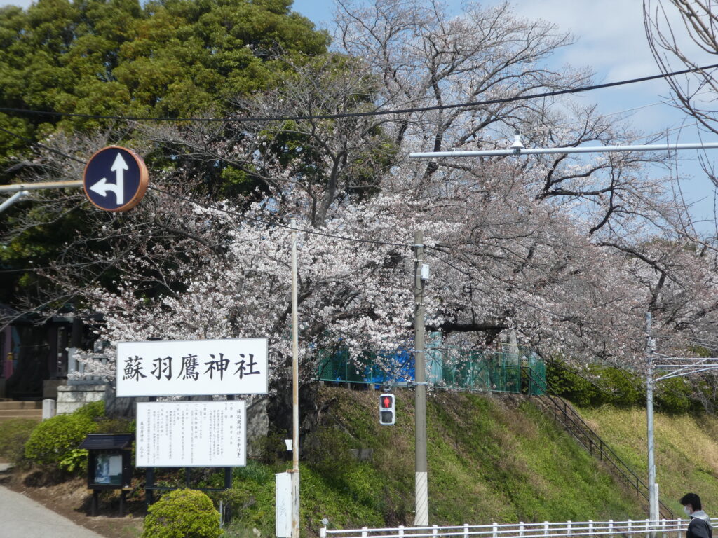 蘇羽鷹神社の桜