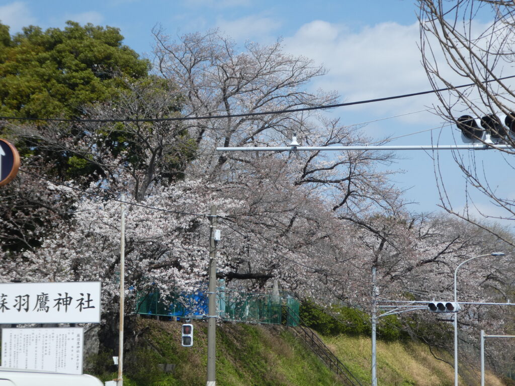 蘇羽鷹神社の桜