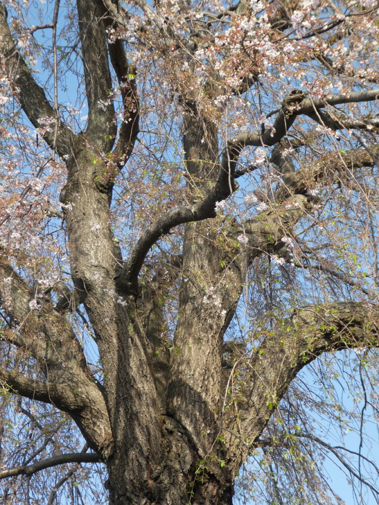 伝法寺（傳法寺・松戸市東松戸）