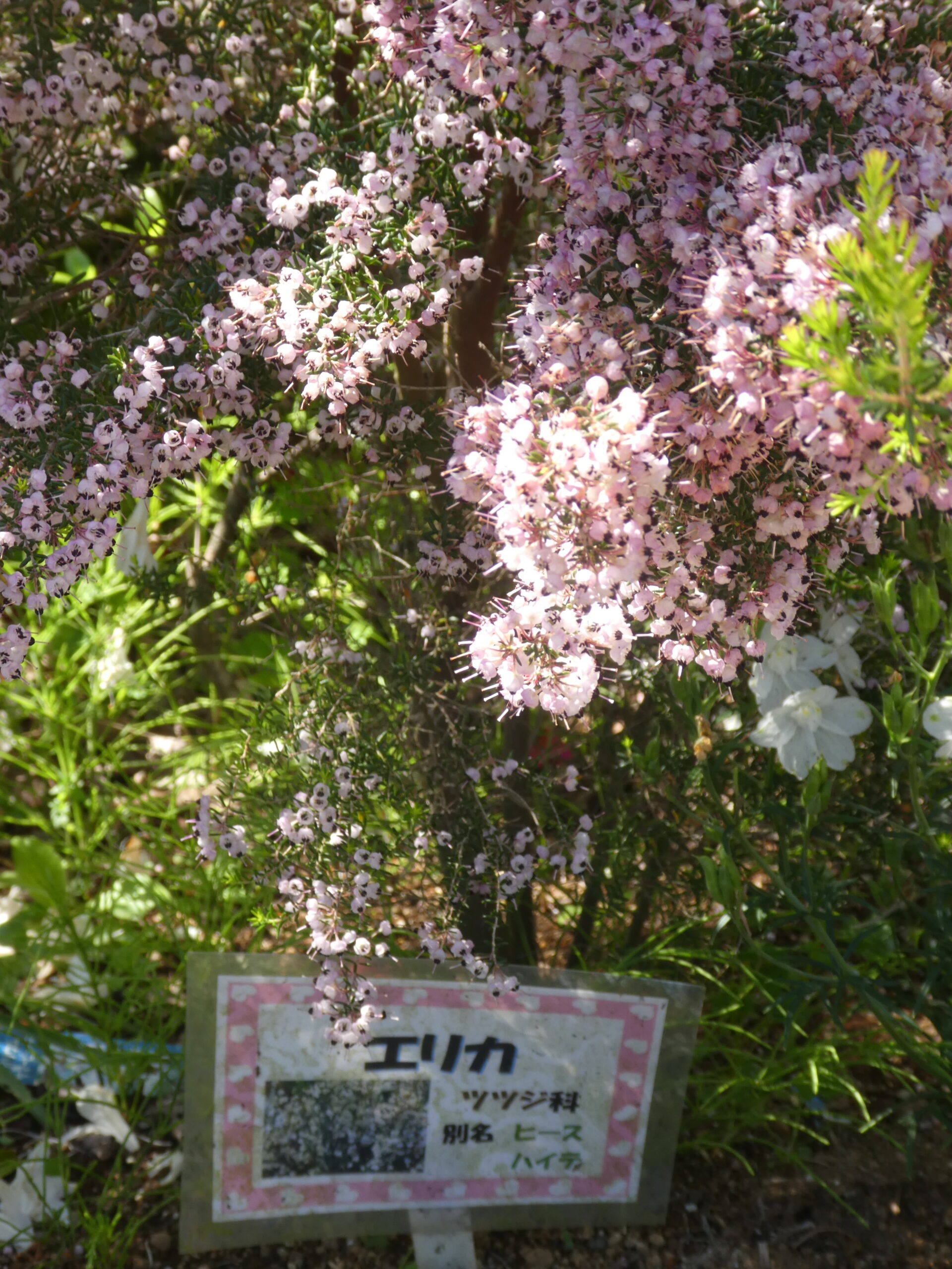 東松戸ゆいの花公園（松戸市東松戸）