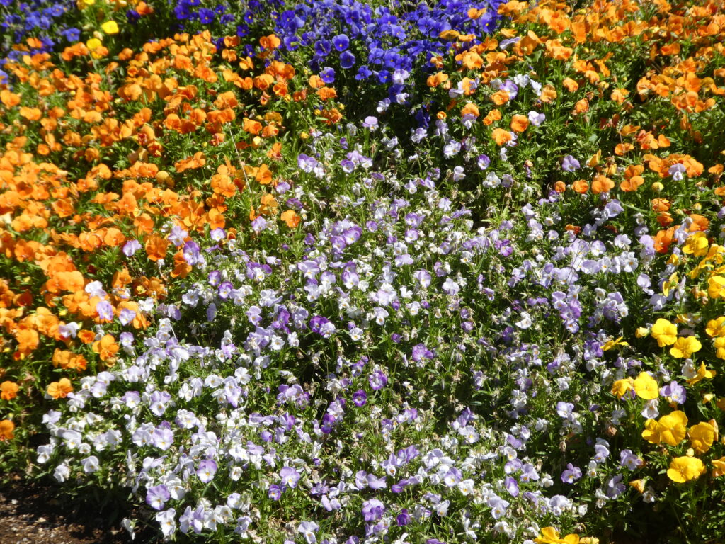 東松戸ゆいの花公園(松戸市東松戸)