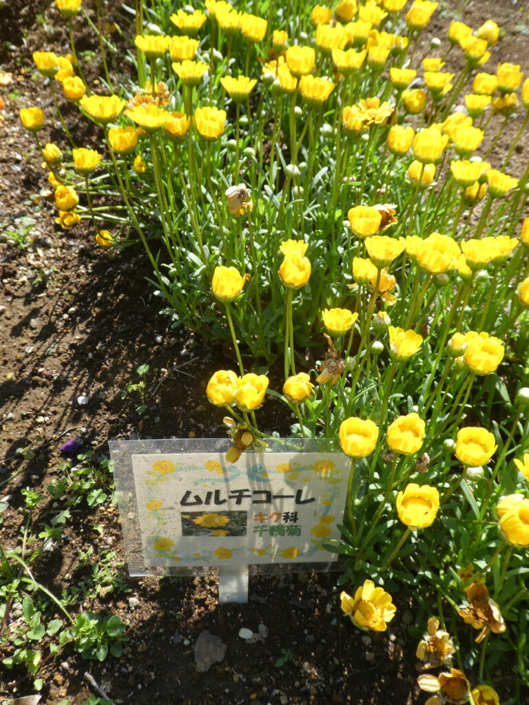 東松戸ゆいの花公園（松戸市東松戸）