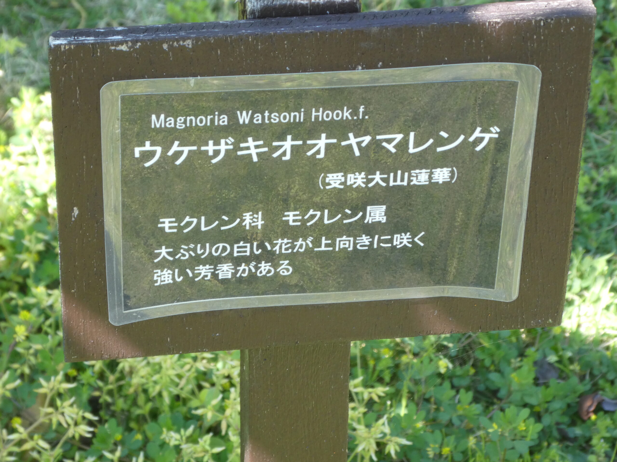 東松戸ゆいの花公園（松戸市東松戸）