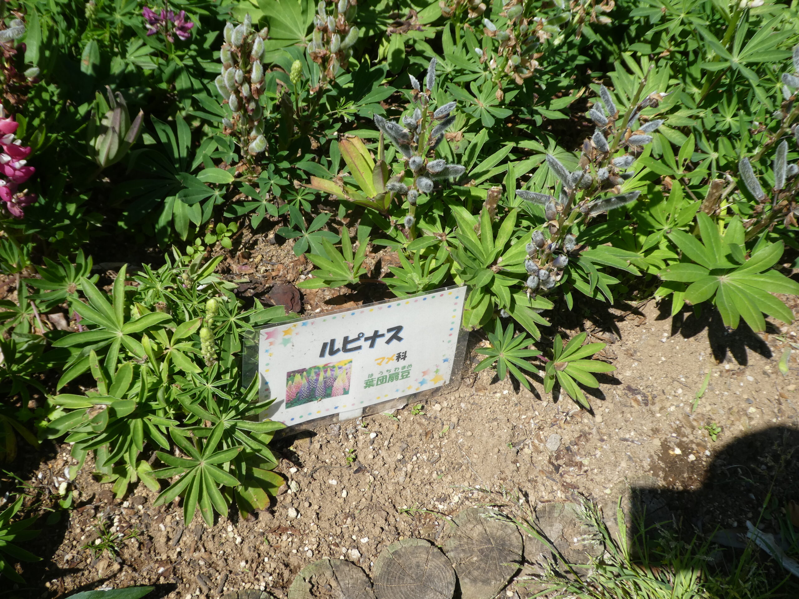 東松戸ゆいの花公園（松戸市東松戸） ルピナス