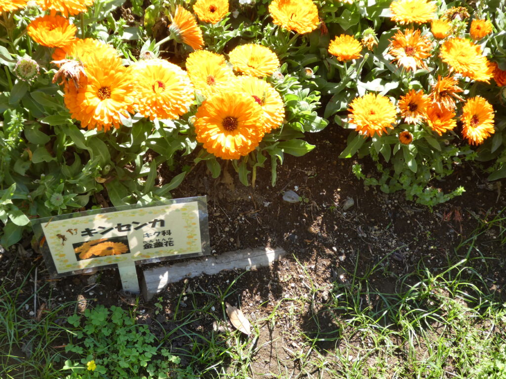 東松戸ゆいの花公園(松戸市東松戸)