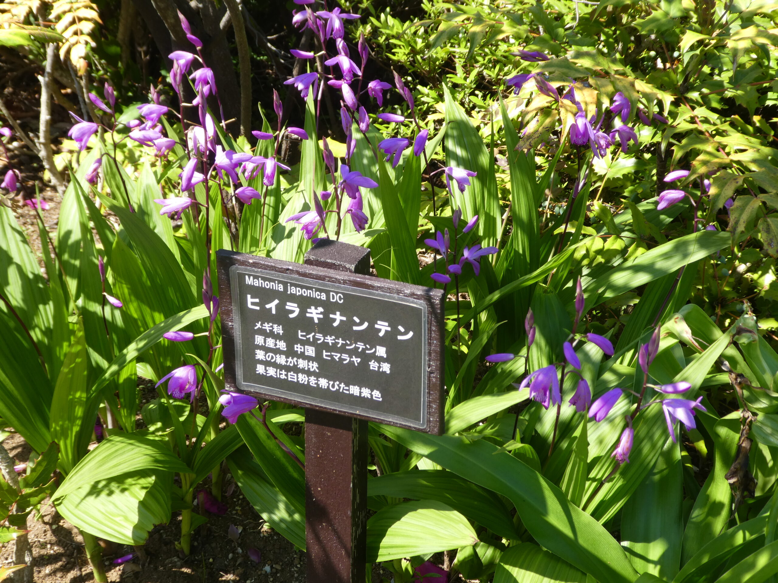 東松戸ゆいの花公園（松戸市東松戸） ヒイラギナンテン