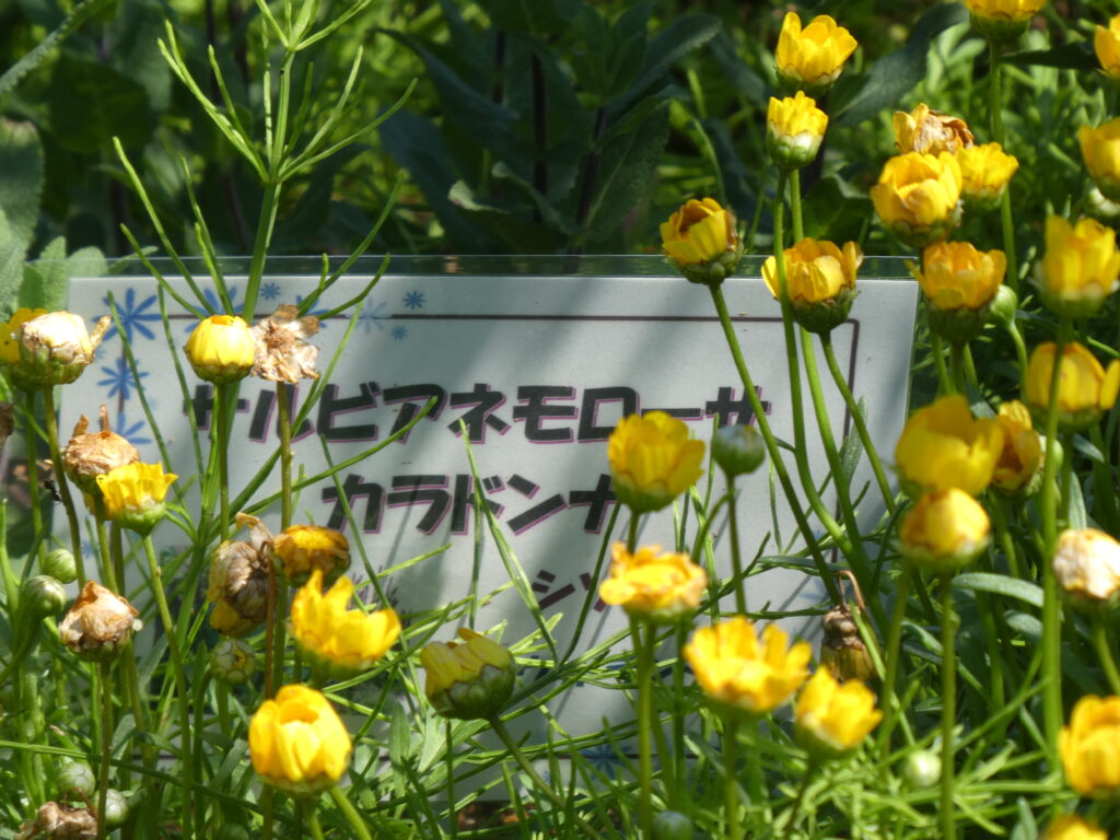 東松戸ゆいの花公園(松戸市東松戸) サルビアネモローサ・カラドンナ