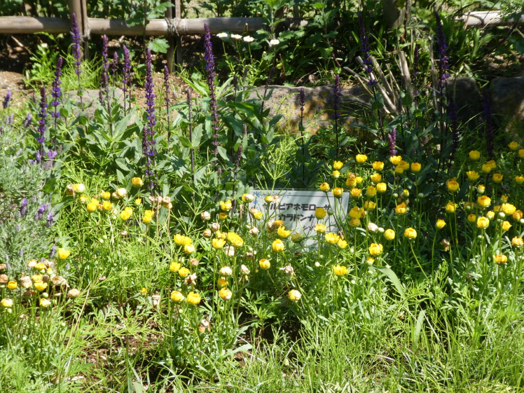 東松戸ゆいの花公園(松戸市東松戸) サルビアネモローサ・カラドンナ