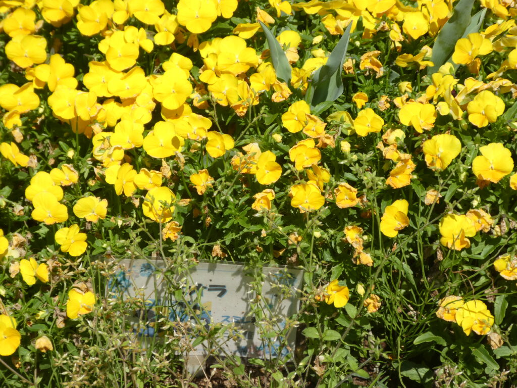 東松戸ゆいの花公園(松戸市東松戸) ビオラ