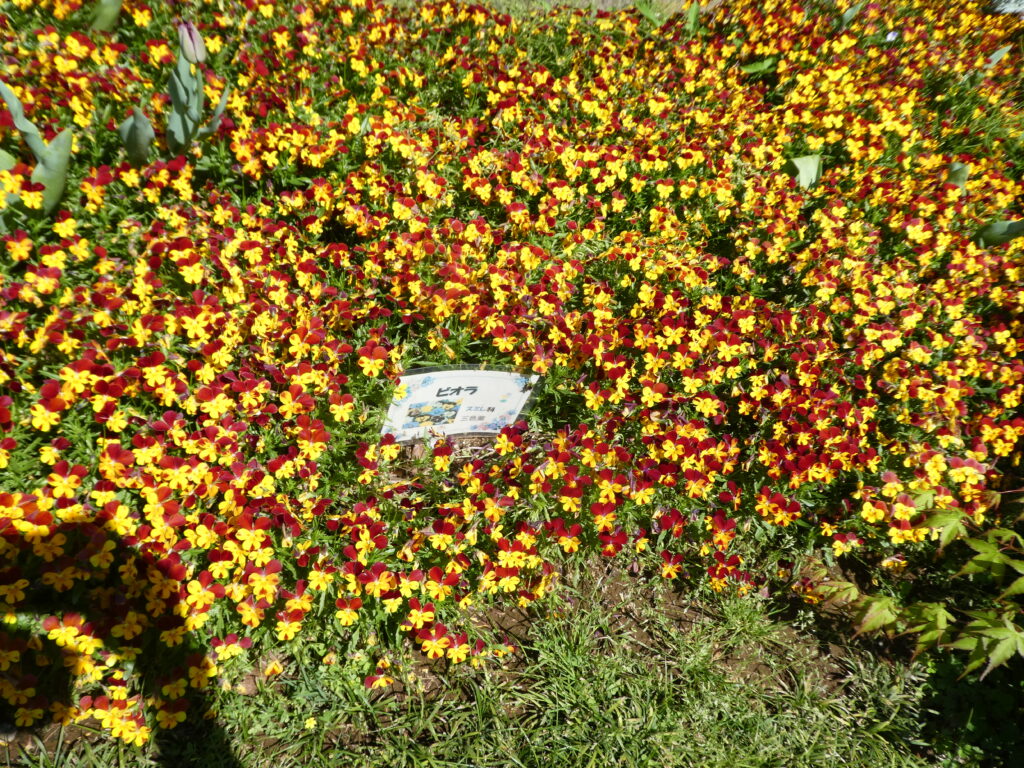 東松戸ゆいの花公園(松戸市東松戸) ビオラ