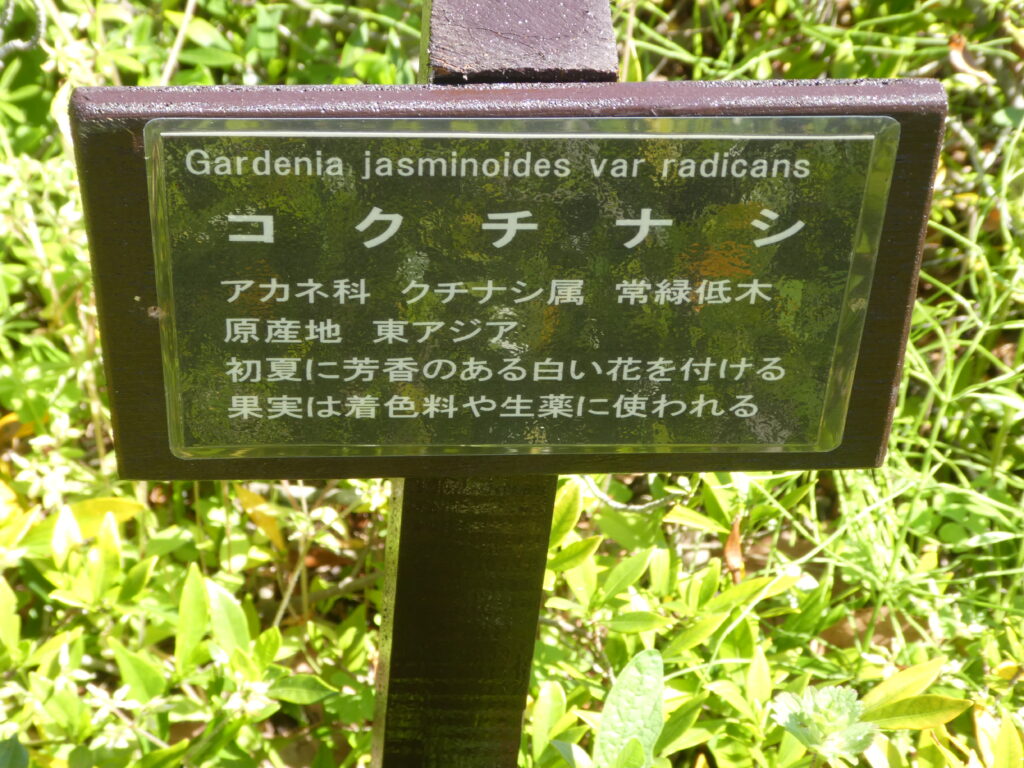 東松戸ゆいの花公園(松戸市東松戸) コクチナシ(小梔子)