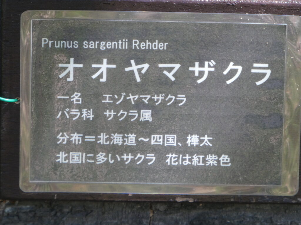 東松戸ゆいの花公園(松戸市東松戸) オオヤマザクラ
