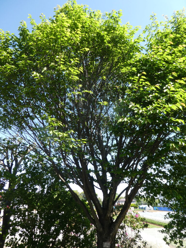 東松戸ゆいの花公園(松戸市東松戸) オオヤマザクラ