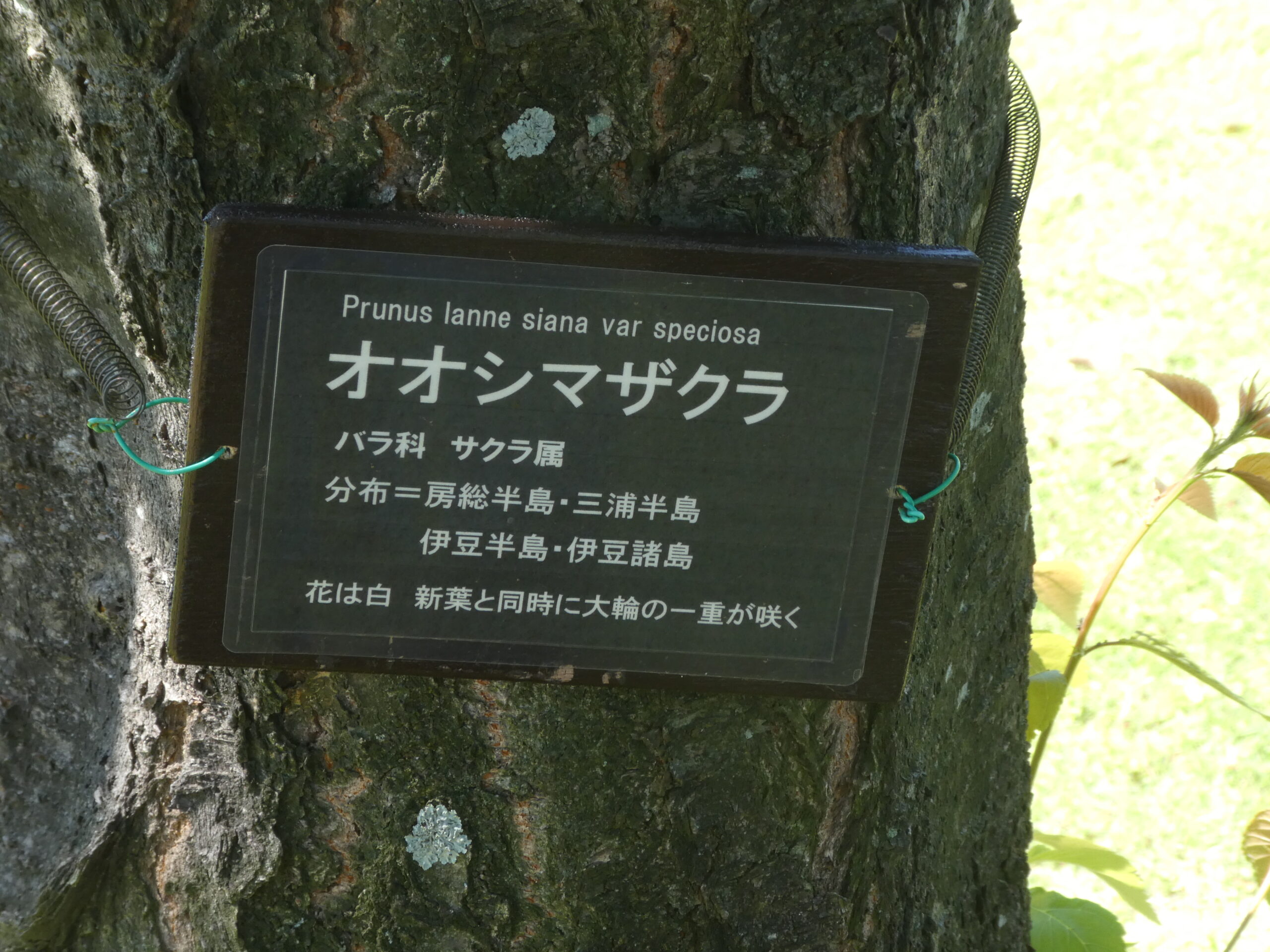 東松戸ゆいの花公園（松戸市東松戸） オオシマザクラ
