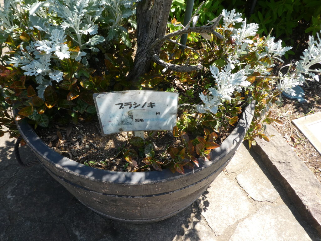 東松戸ゆいの花公園(松戸市東松戸) ブラシノキ