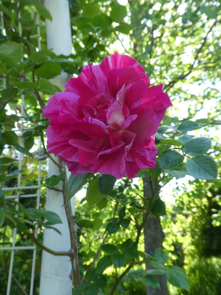 東松戸ゆいの花公園(松戸市東松戸)