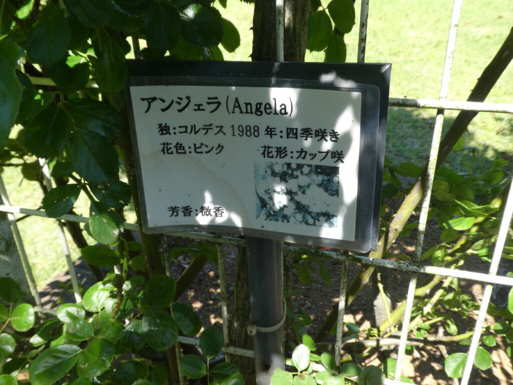 東松戸ゆいの花公園(松戸市東松戸) アンジェラ