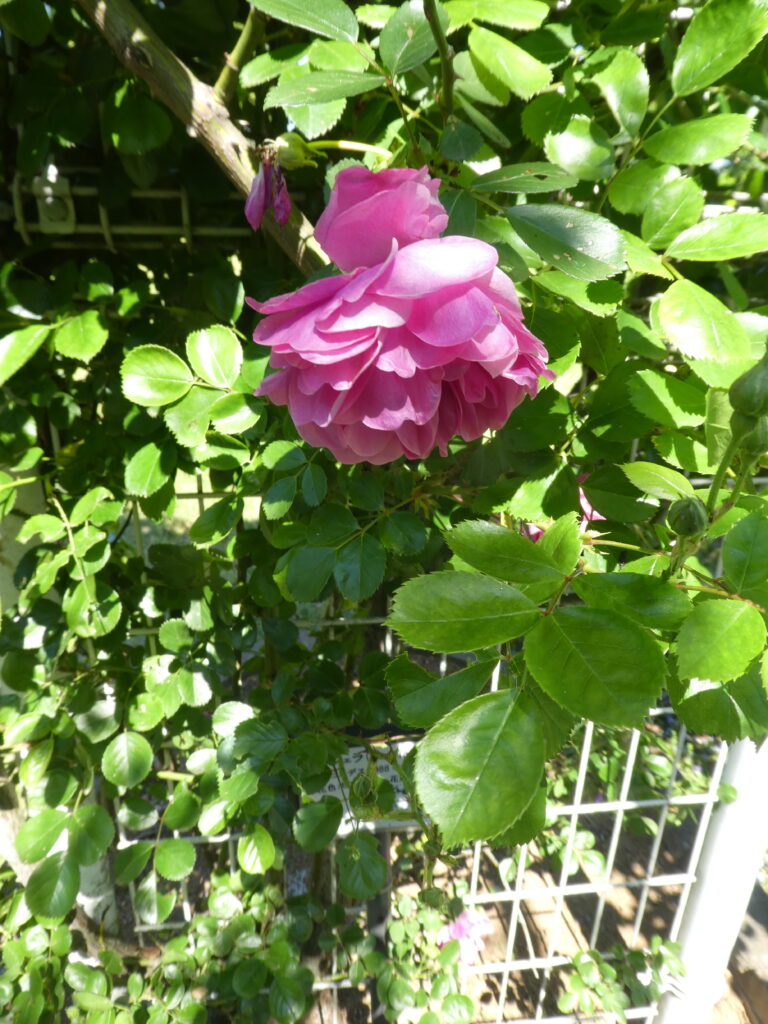 東松戸ゆいの花公園(松戸市東松戸) アンジェラ