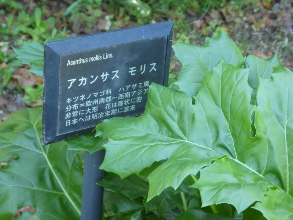 東松戸ゆいの花公園(松戸市東松戸) アカンサス・モリス
