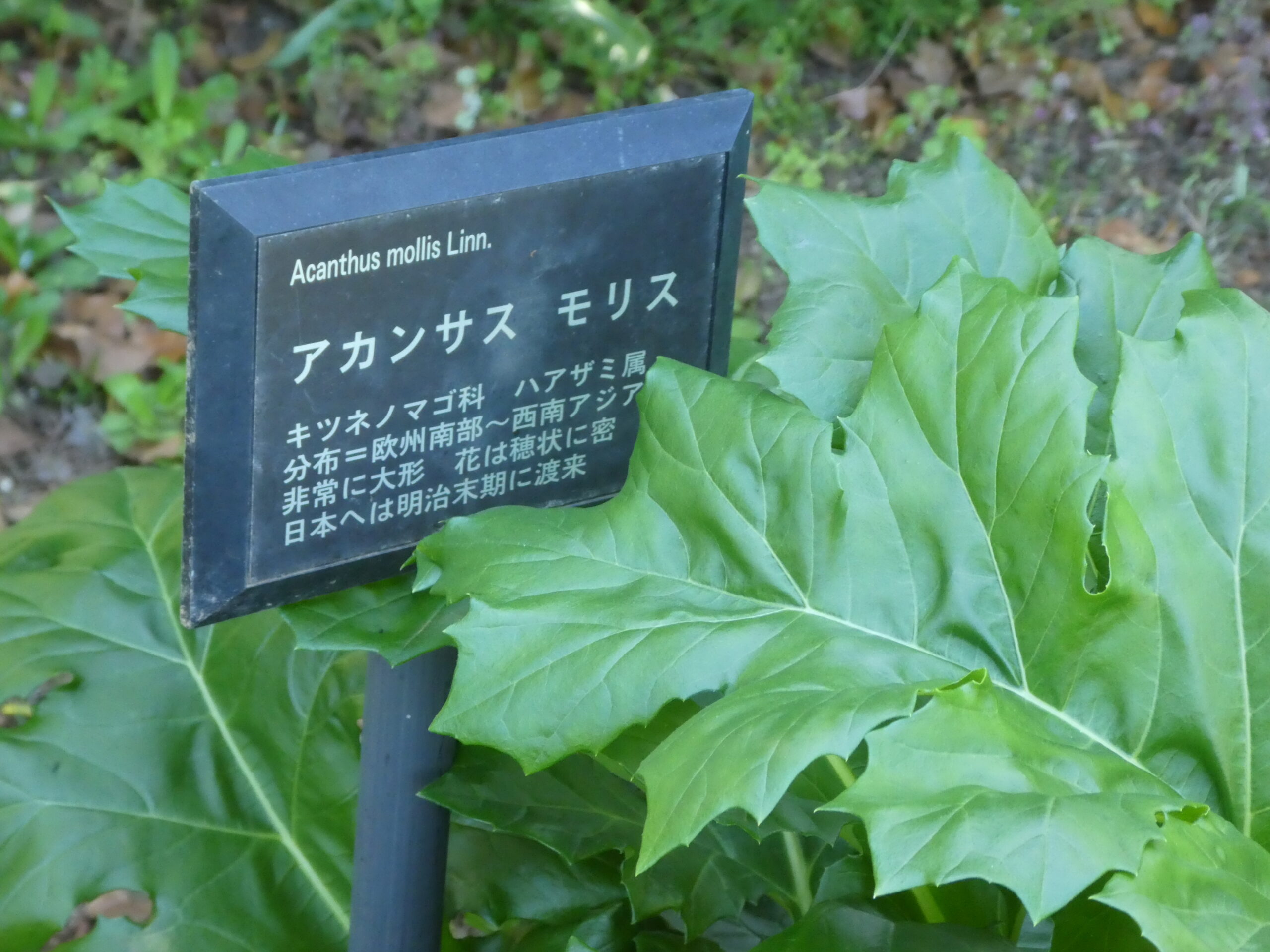 東松戸ゆいの花公園（松戸市東松戸） アカンサス・モリス