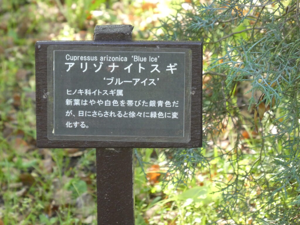東松戸ゆいの花公園(松戸市東松戸) アリゾナイトスギ ブルーアイス