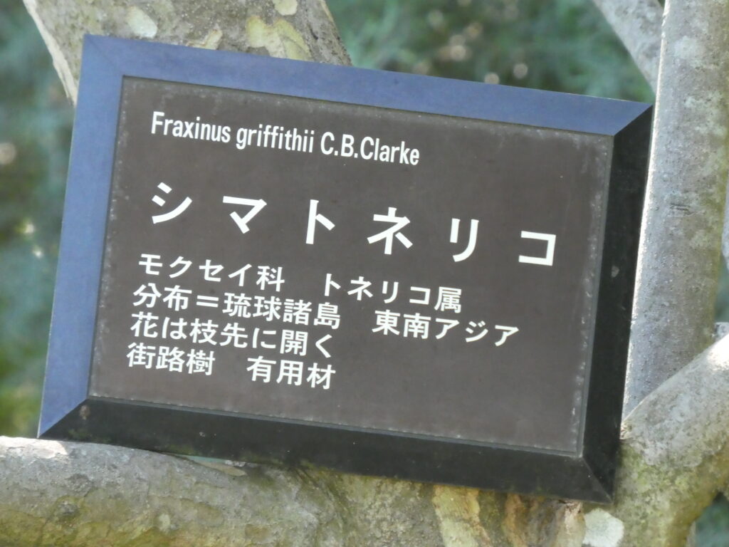 東松戸ゆいの花公園(松戸市東松戸) シマトネリコ