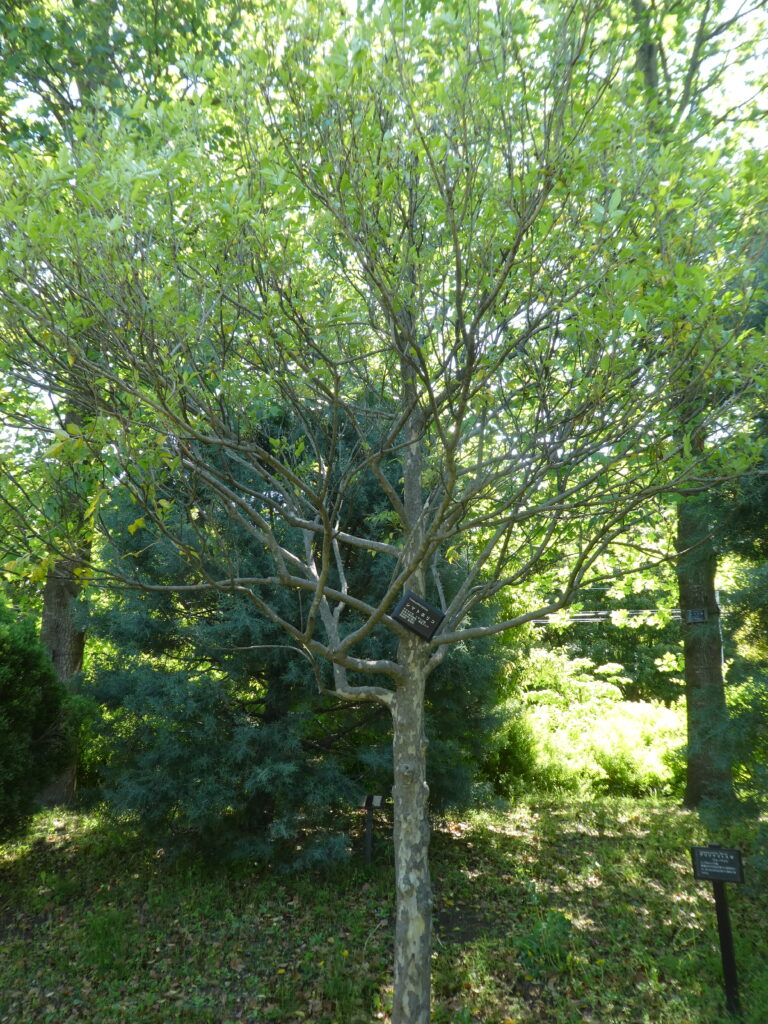 東松戸ゆいの花公園(松戸市東松戸) シマトネリコ