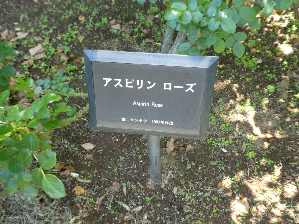 東松戸ゆいの花公園(松戸市東松戸) アスピリン ローズ