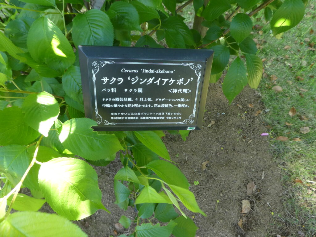 東松戸ゆいの花公園(松戸市東松戸) ジンダイアケボノ