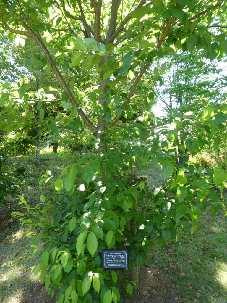 東松戸ゆいの花公園(松戸市東松戸) ジンダイアケボノ