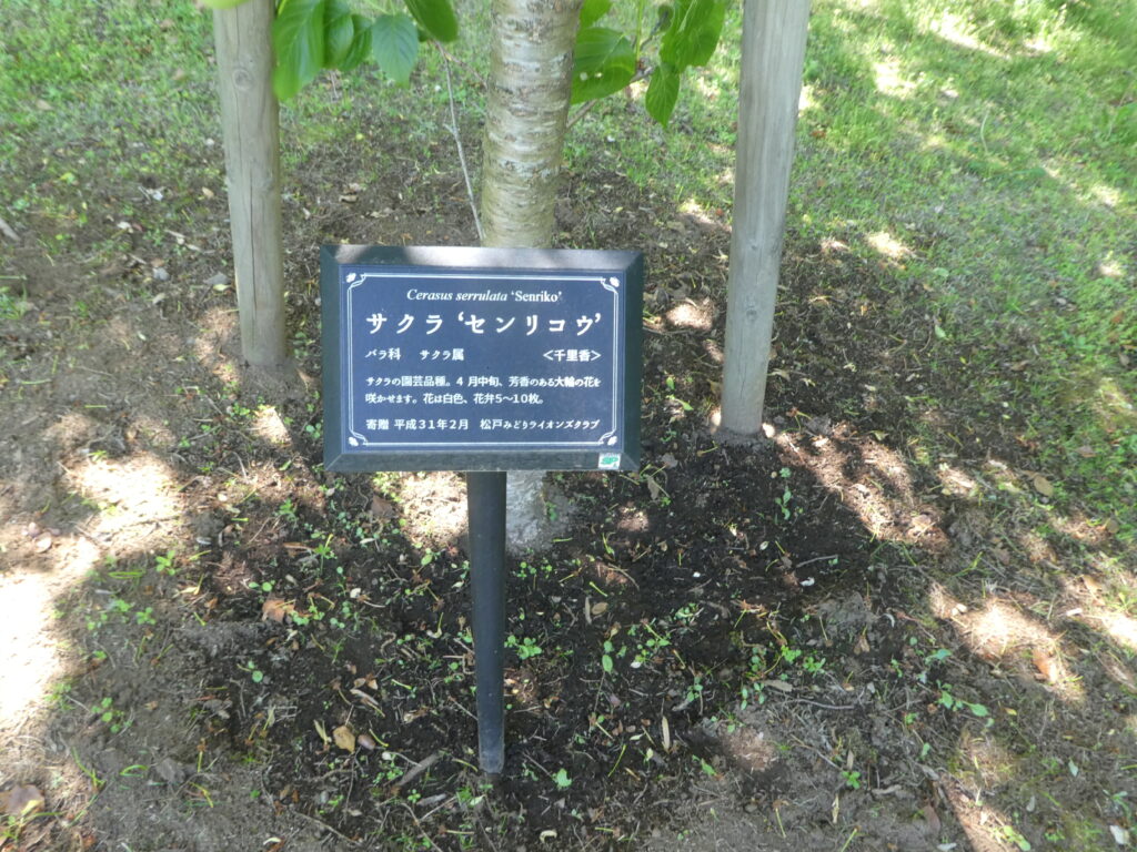 東松戸ゆいの花公園（松戸市東松戸） センリコウ（千里香）