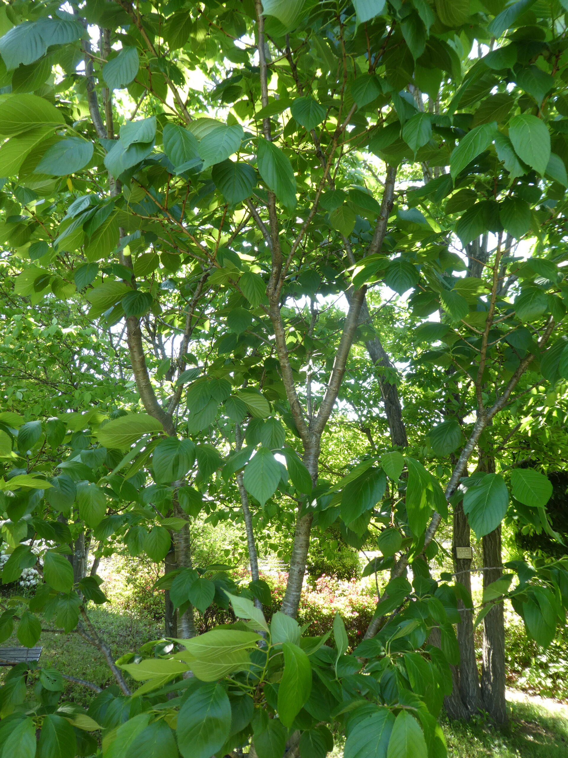 東松戸ゆいの花公園（松戸市東松戸） センリコウ（千里香）