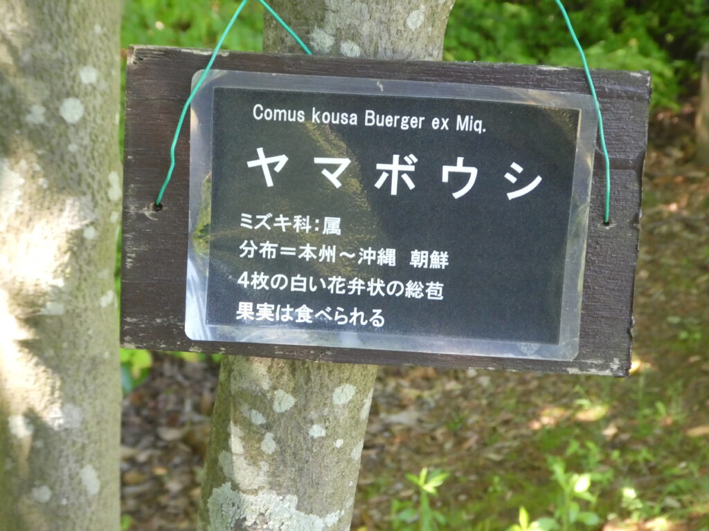 東松戸ゆいの花公園(松戸市東松戸) ヤマボウシ
