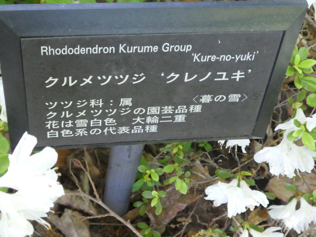 東松戸ゆいの花公園(松戸市東松戸) クルメツツジ クレノユキ(久留米躑躅 暮れの雪)
