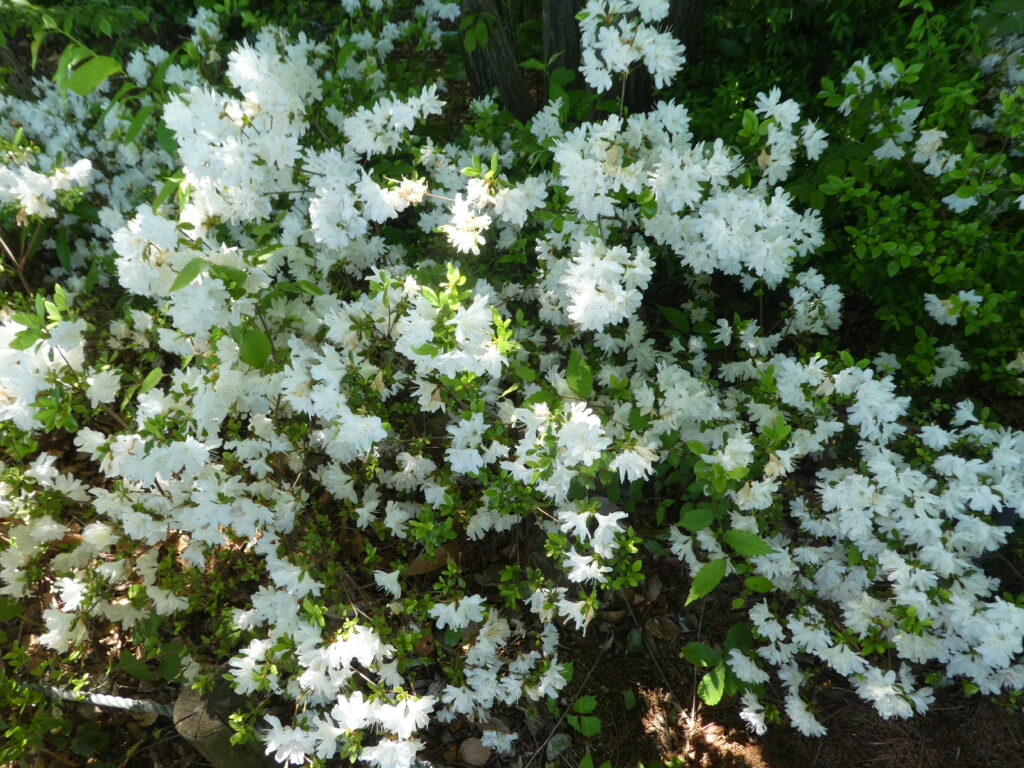 東松戸ゆいの花公園(松戸市東松戸) クルメツツジ クレノユキ(久留米躑躅 暮れの雪)