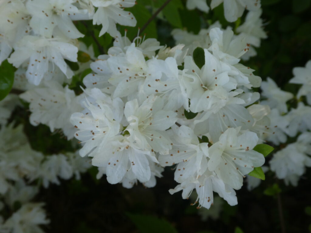 東松戸ゆいの花公園(松戸市東松戸) クルメツツジ クレノユキ(久留米躑躅 暮れの雪)