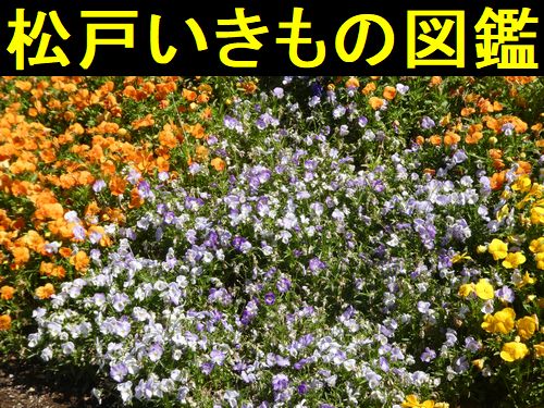 松戸いきもの図鑑