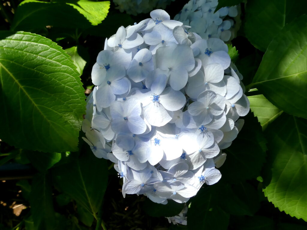本土寺 あじさい寺