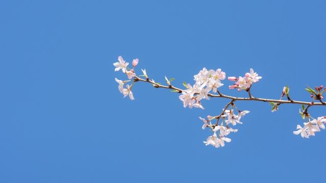 エドヒガン