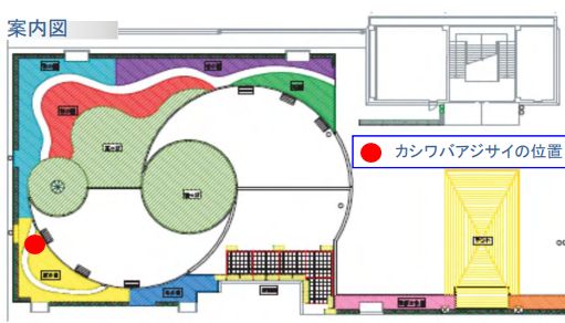 プラーレ松戸 アジサイ